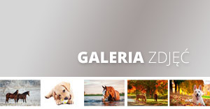 Galeria zdjęć