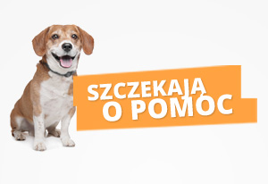 Szczekają o pomoc